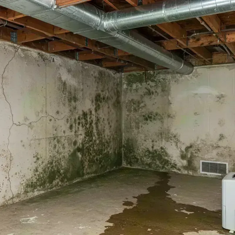 Professional Mold Removal in Swansea, IL